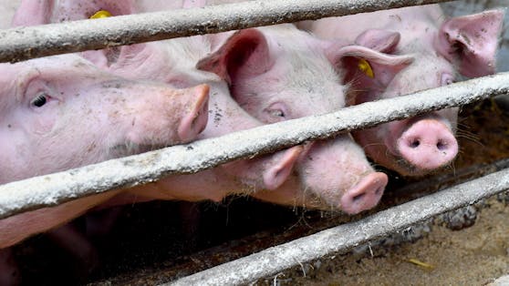Heimische Schweine werden zum Großteil mit Sojaschrott aus Übersee gefüttert.
