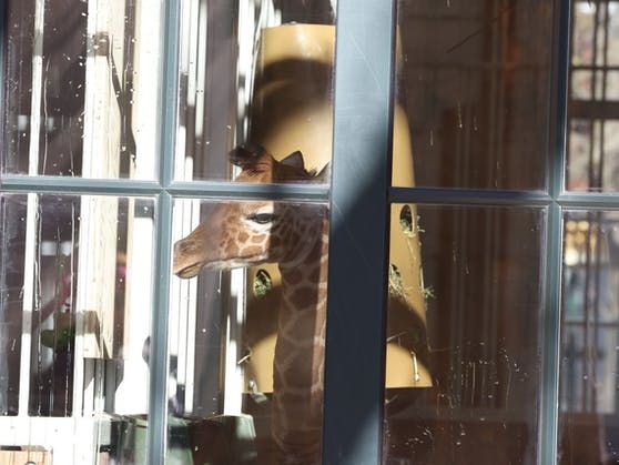 Ein erster Blick auf das Jungtier im Zoo Schönbrunn.