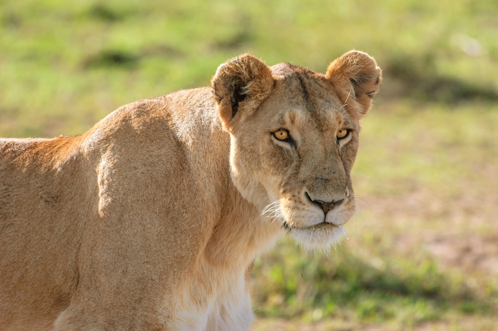 Wildtier-Fotograf gelangt der&nbsp;Blick aus der Beuteperspektive.