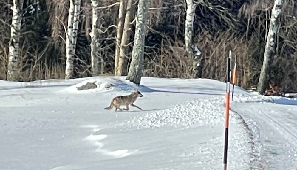 Dieser Wolf streifte durch Dorfstetten und riss ein Hirschkuh.