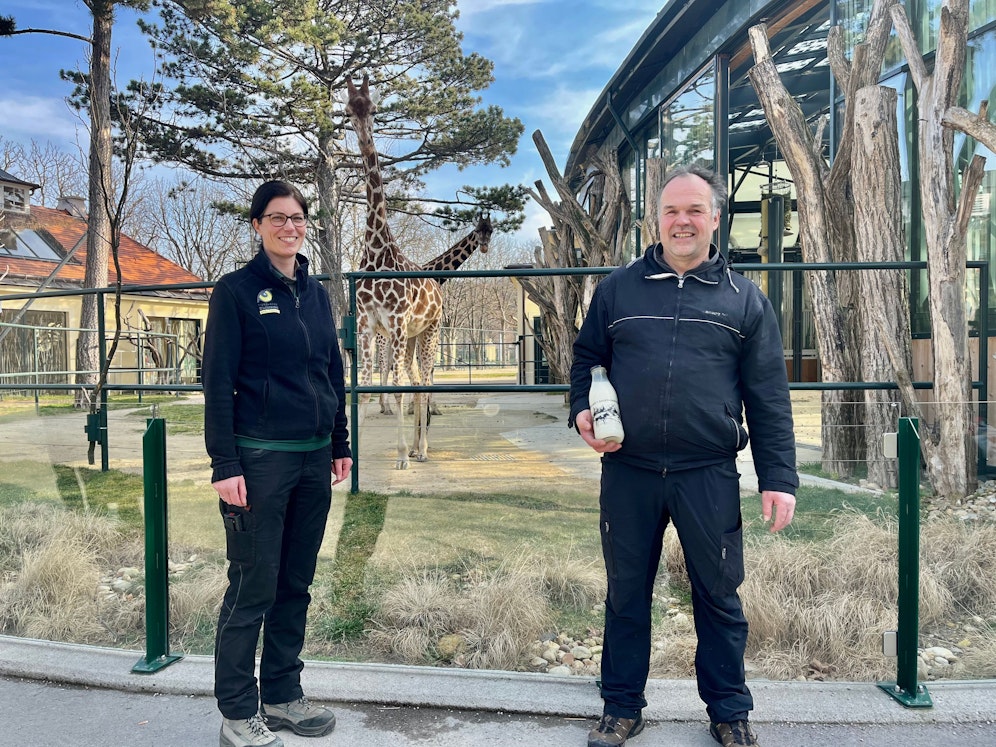 Übergabe der Milchflaschen im Tiergarten Schönbrunn: Weil die Mutter es nicht säugt, muss das Jungtier gefüttert werden.