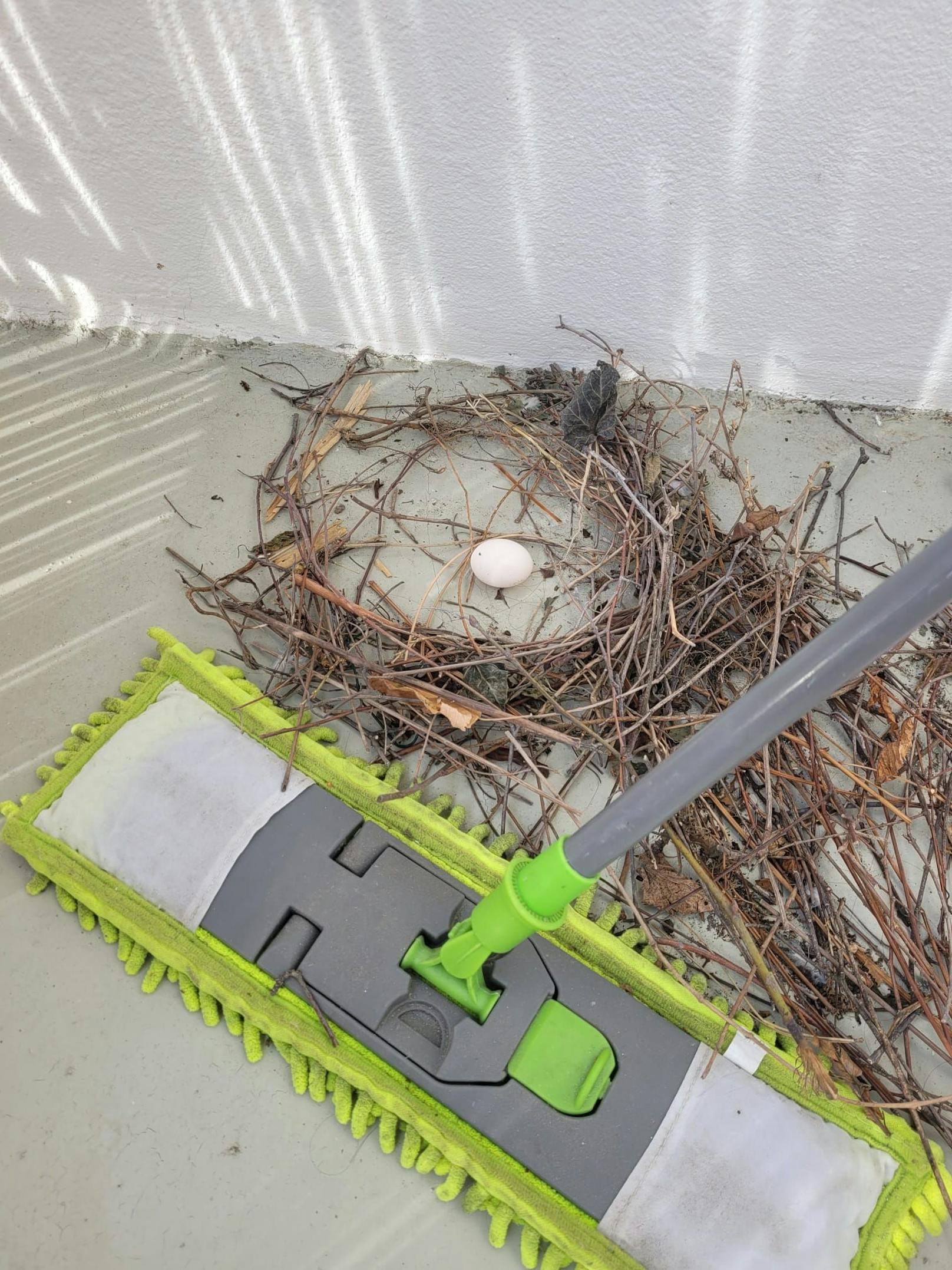 Das Tauben-Nest auf dem Balkon
