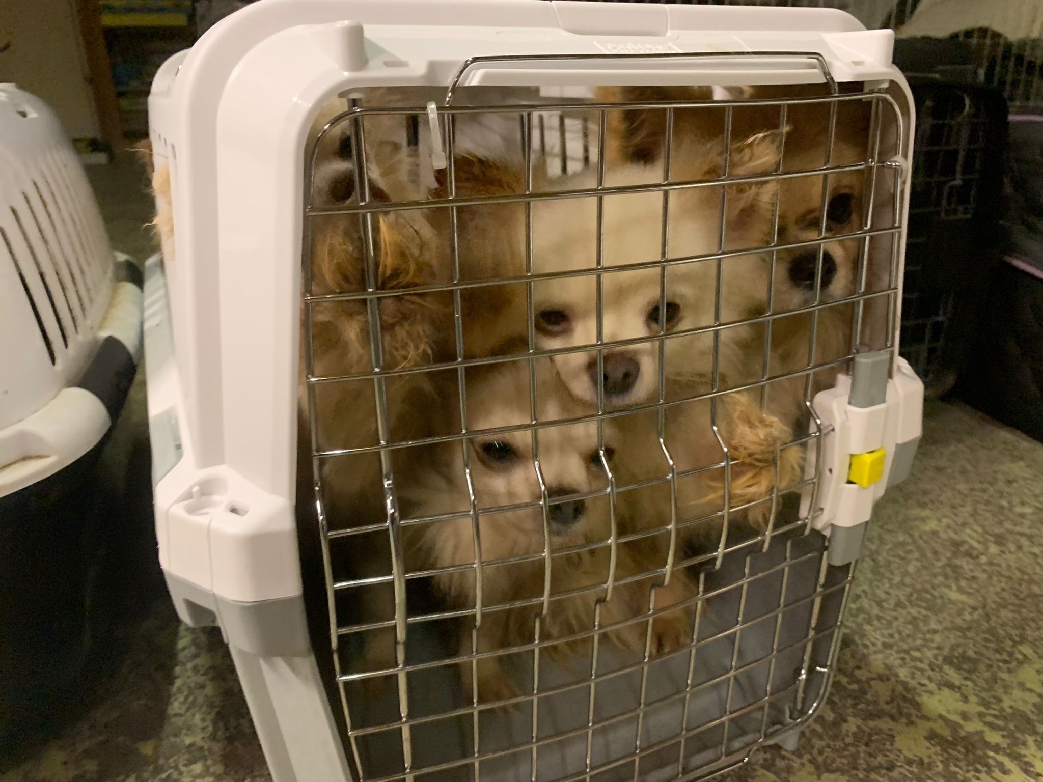 Die 32 Hunde und drei Katzen wurden in kleinen Boxen verwahrlost aufgefunden.