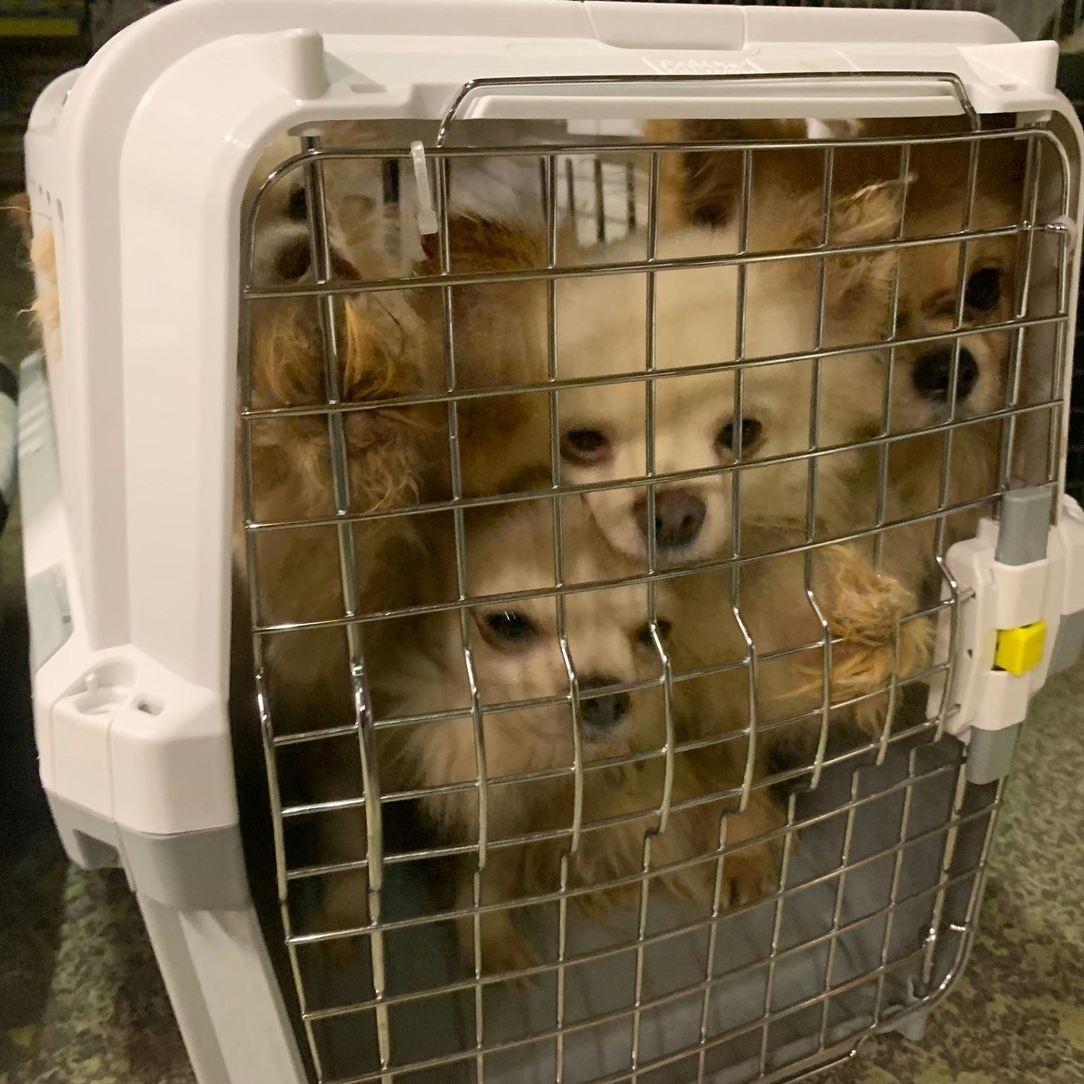 Die 32 Hunde und drei Katzen wurden in kleinen Boxen verwahrlost aufgefunden.