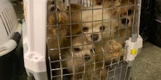 Animal Hoarding! 35 Tiere in Boxen in Hütte gehalten