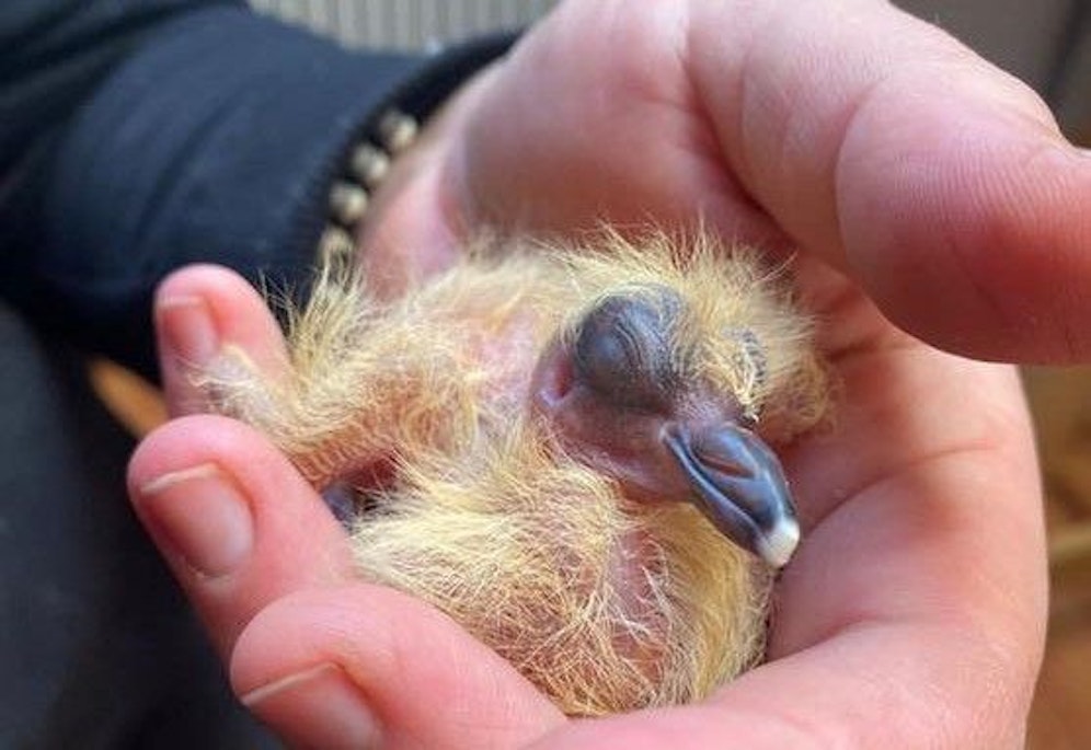 Der kleine Vogel wird nun von einer Expertin aufgezogen.