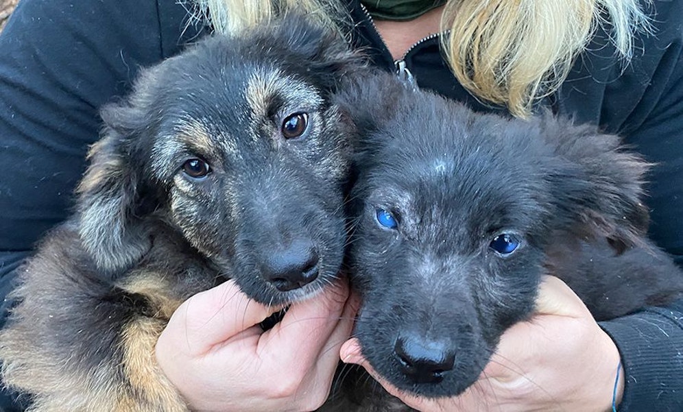 Lena und Luna verstehen nicht, warum sie nicht geliebt werden und wie kaputtes Spielzeug weggeworfen wurden.