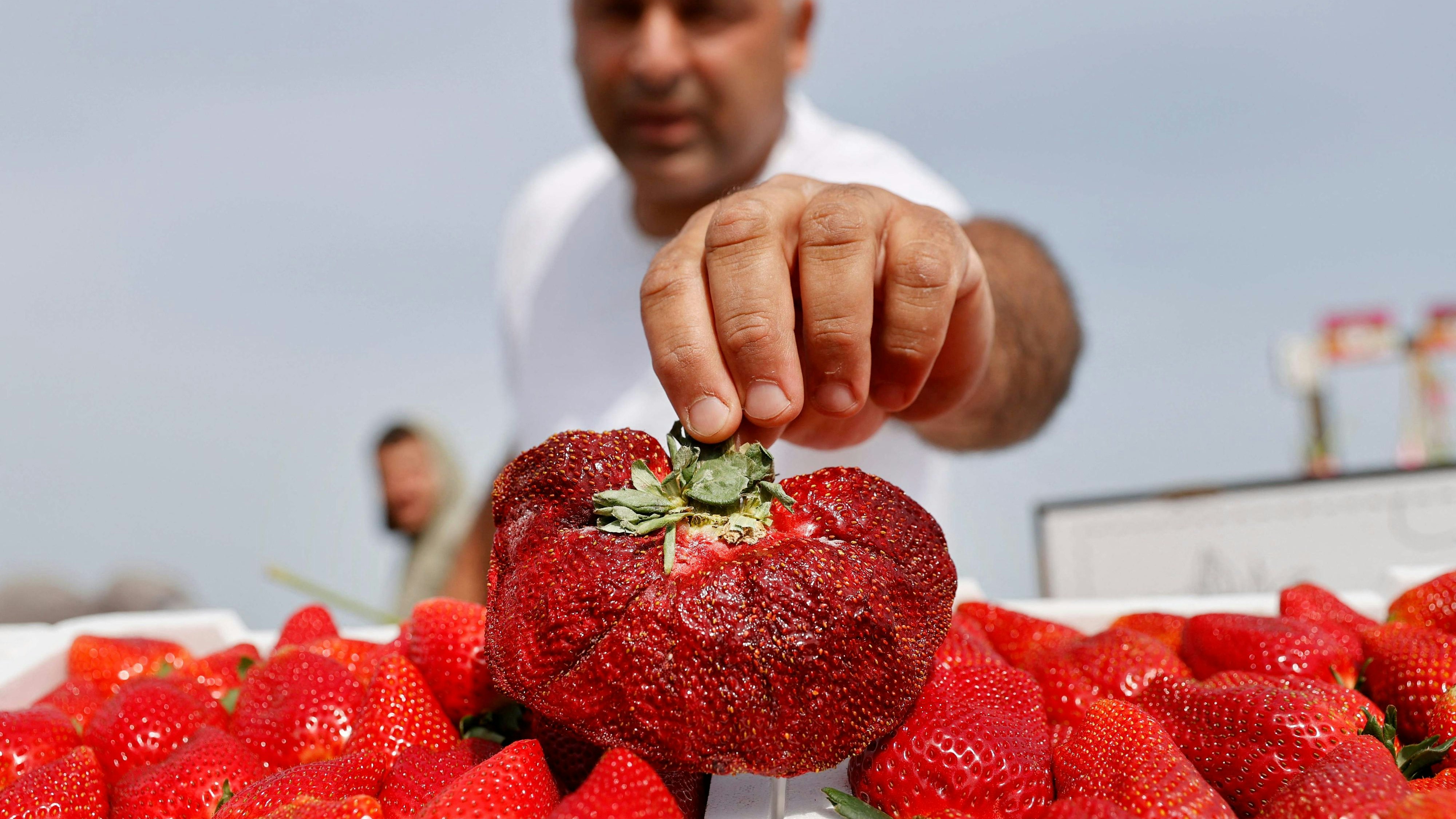 Download von www.picturedesk.com am 18.02.2022 (08:59).  Israeli farmer Tzachi Ariel displays a 289 grams strawberry that was found in his agricultural field and set a new Guinness World Records for the heaviest strawberry, in the Kadima village in central Israel on February 17, 2022. (Photo by JACK GUEZ / AFP) - 20220217_PD11011 - Rechteinfo: Rights Managed (RM) Nur für redaktionelle Nutzung! Werbliche Nutzung erfordert Freigabe: bitte schicken Sie uns eine Anfrage.