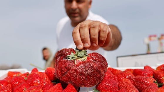 Auf dem Bauernhof des Israelis Chahi Ariel wuchs eine riesige Erdbeere.
