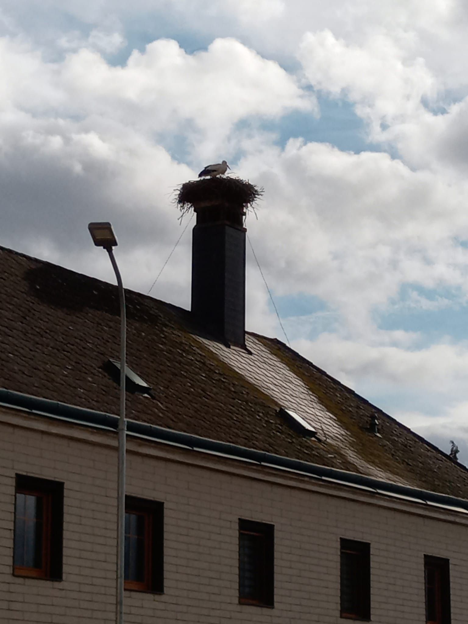 Familie Wollinger aus Loosdorf entdeckte den Storch auf seinem Nest. 