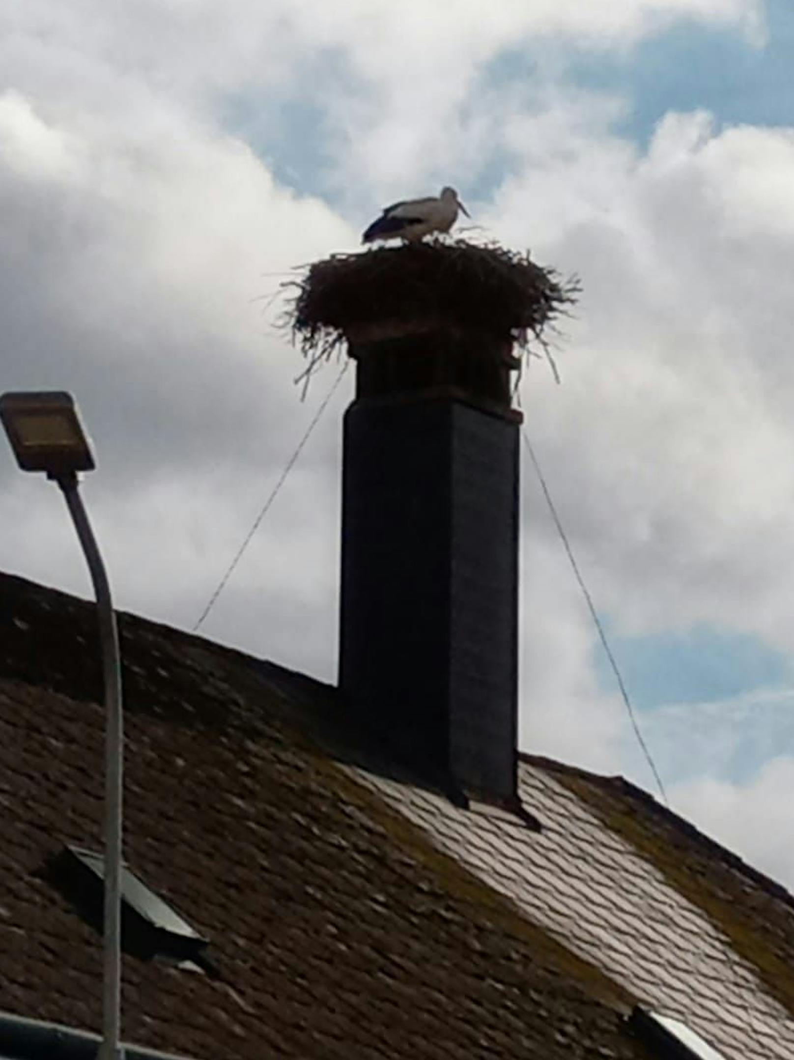 Familie Wollinger aus Loosdorf entdeckte den Storch auf seinem Nest. 