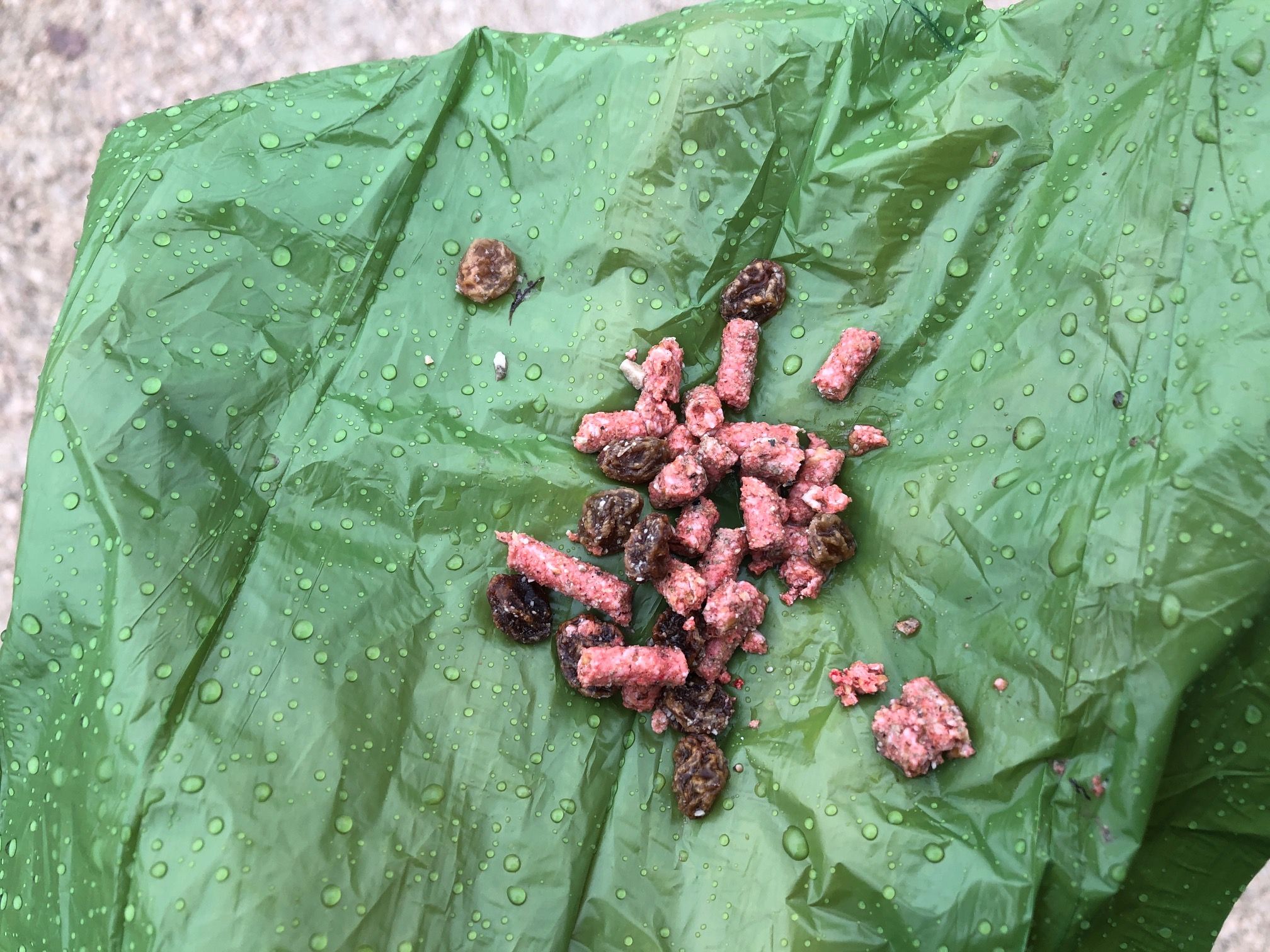 Todesgefahr für Hunde! Giftköder im Wasserwald entdeckt