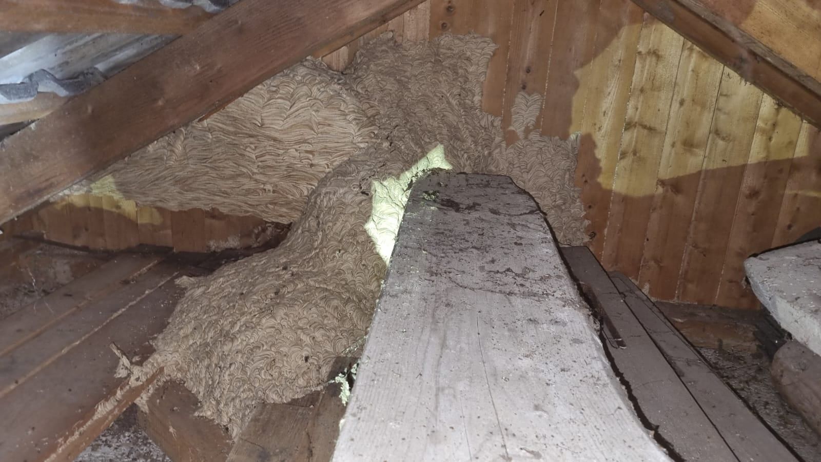 Im Dach einer Garage nistete sich Hornissen ein.