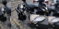 Fische auf Moped sorgen für Lacher in Wien-Neubau