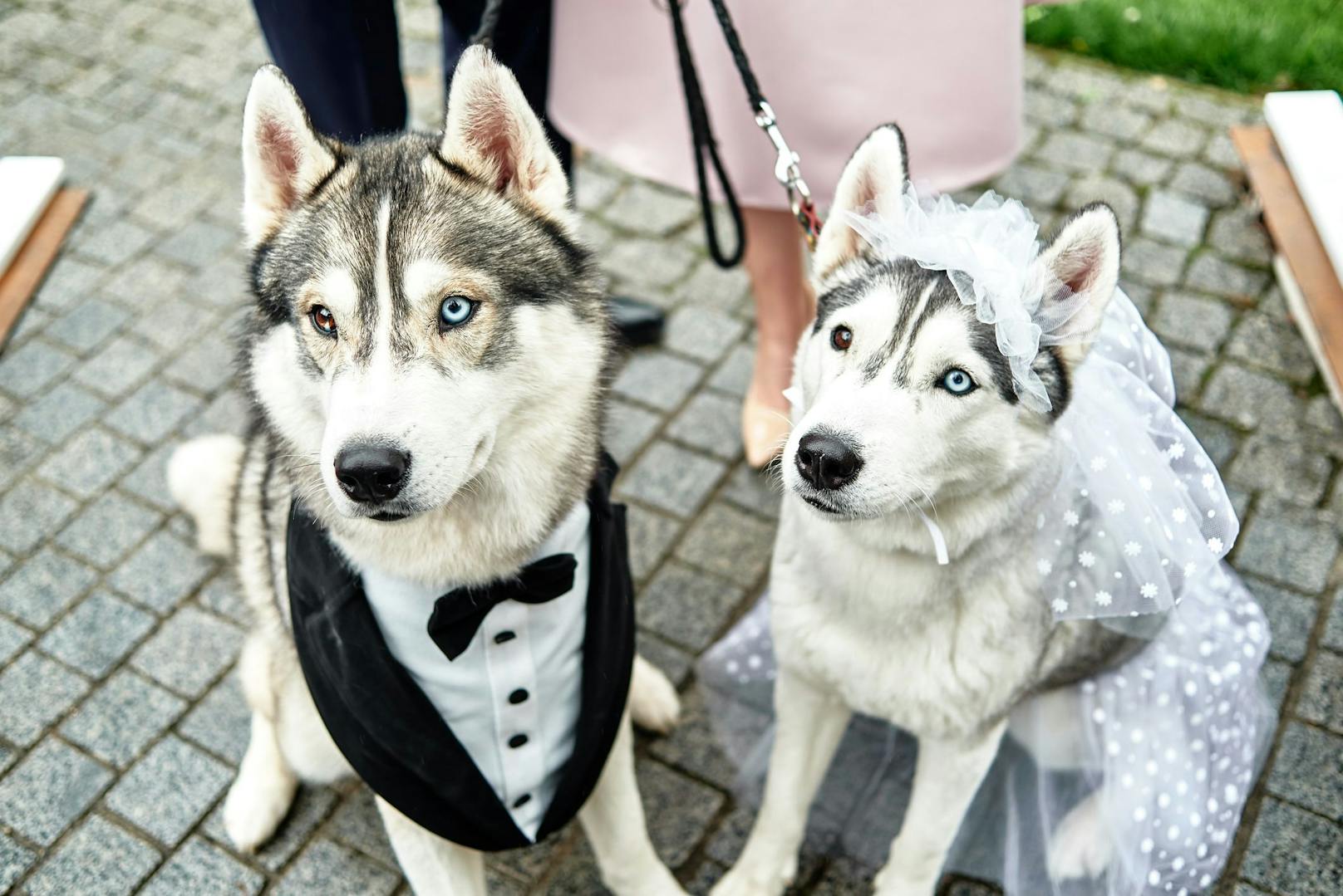 In Großbritannien gibt es nun die erste Kapelle für Hunde-Hochzeiten. <br>