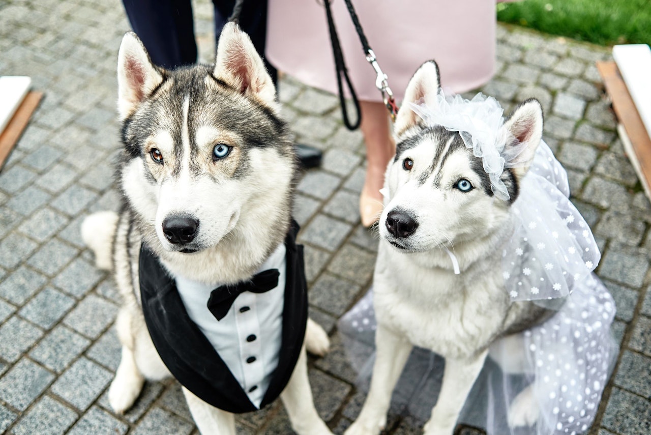 Heute.at - Übertrieben oder cool? Erste Hochzeitskapelle für Hunde