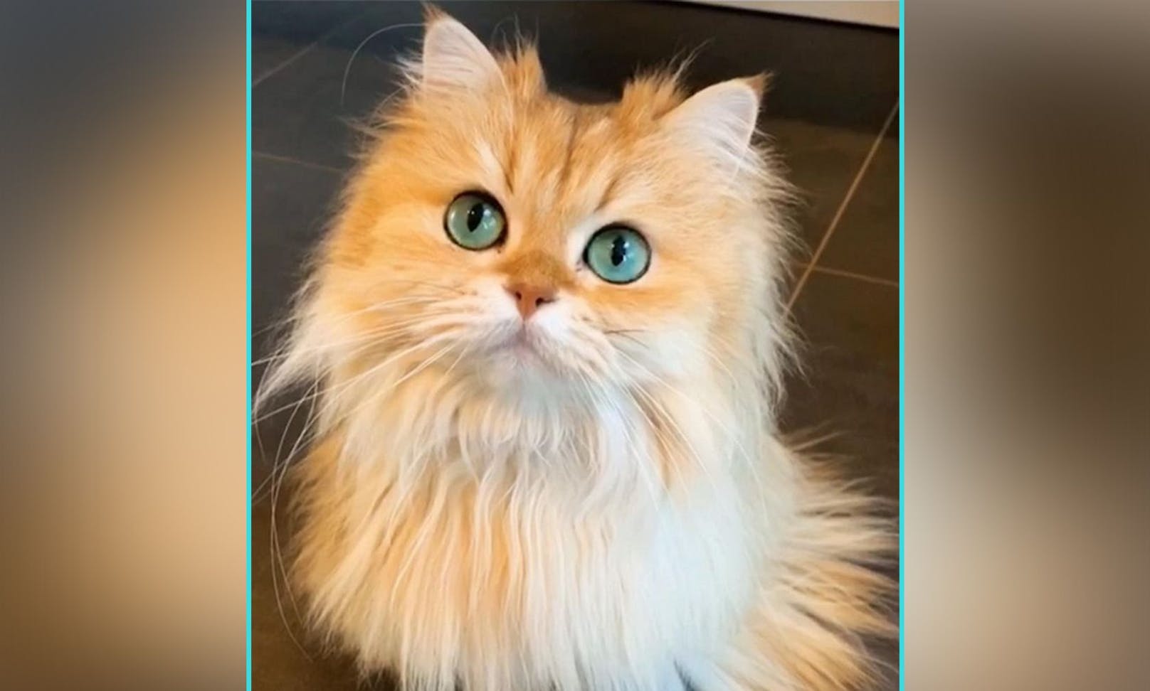 Das ist "Smoothie" - die Britisch-Langhaar wurde 2016 zur fotogensten Katze der Welt gekürt. <br>