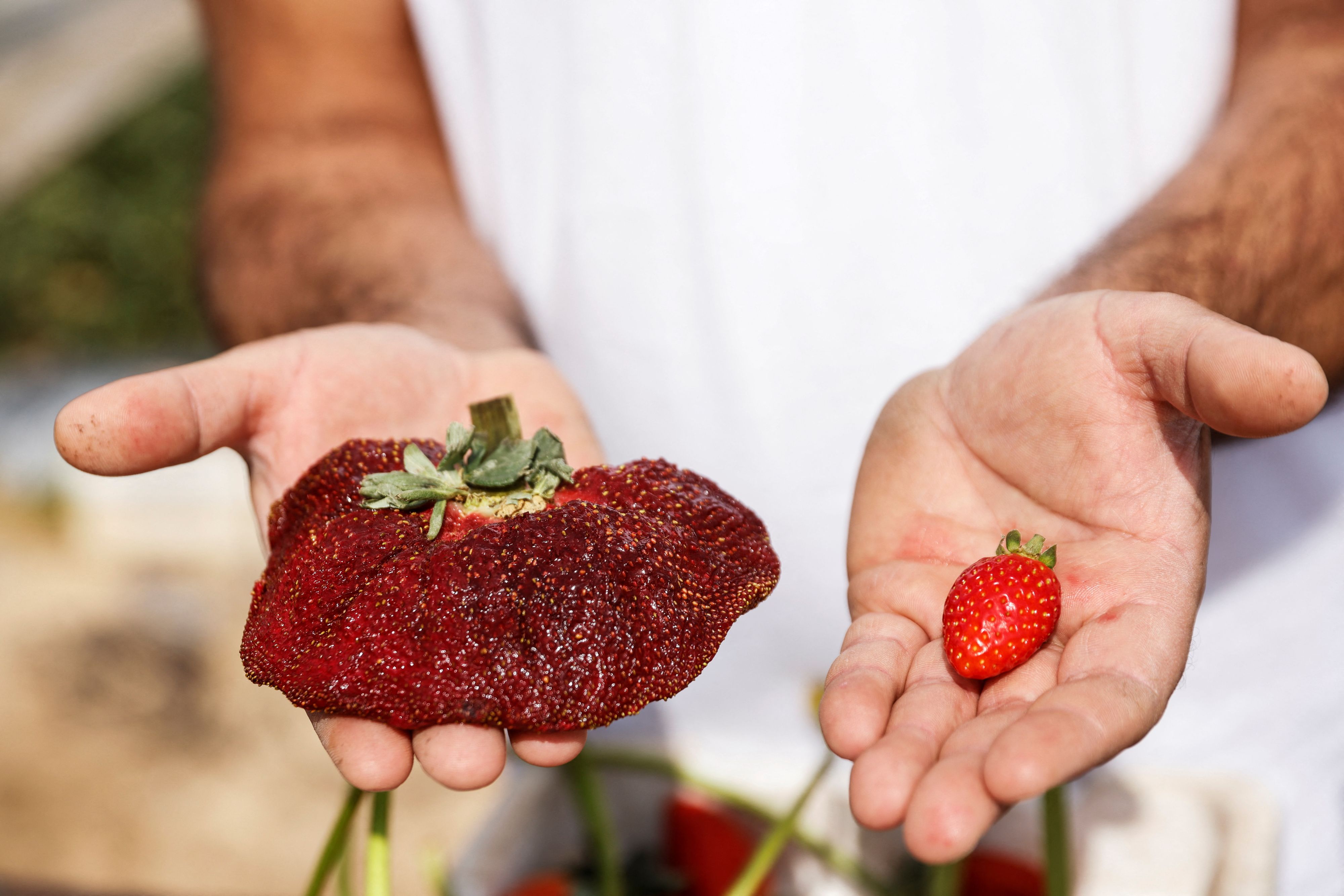 Israeli farmer Tzahi Ariel presents his giant strawberry, weighing 289 gram and grown in Israel after it sets a new Guinness record in Kadima, Israel February 17, 2022  REUTERS/ Amir Cohen  