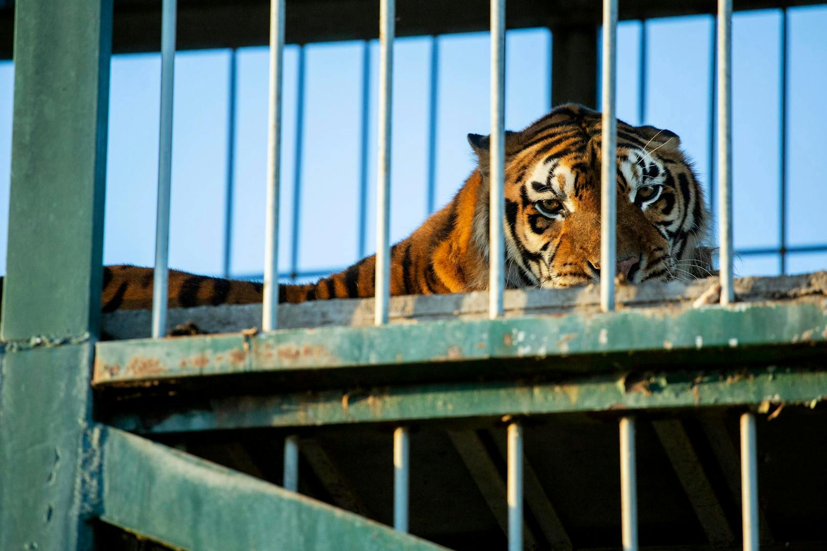 Die Tiger sollen in den kommenden Wochen in das LIONSROCK Großkatzenschutzzentrum nach Südafrika übersiedelt werden. <br>