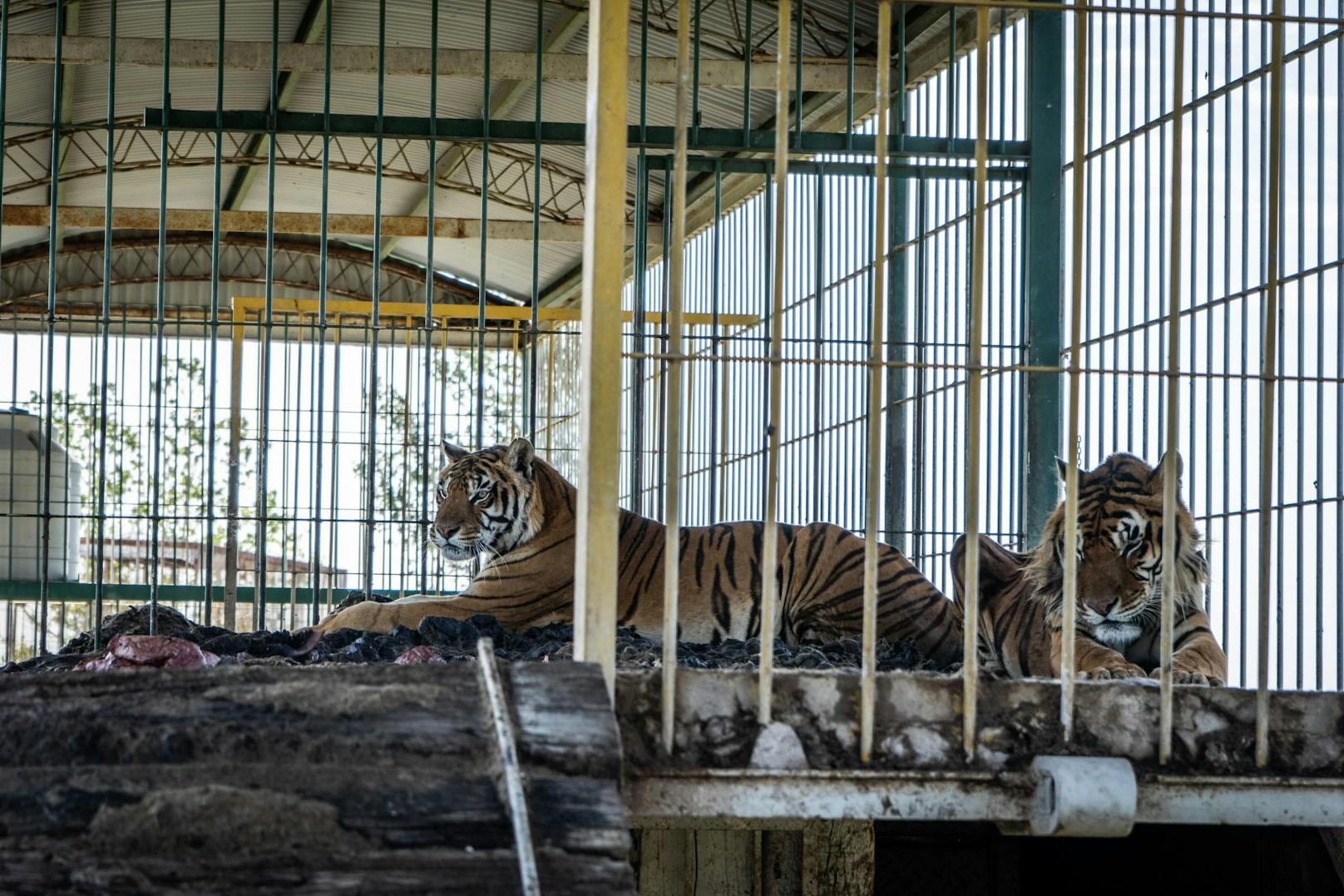 Unter den furchtbaren Haltungsbedingungen lebten bald schon vier Tiger.