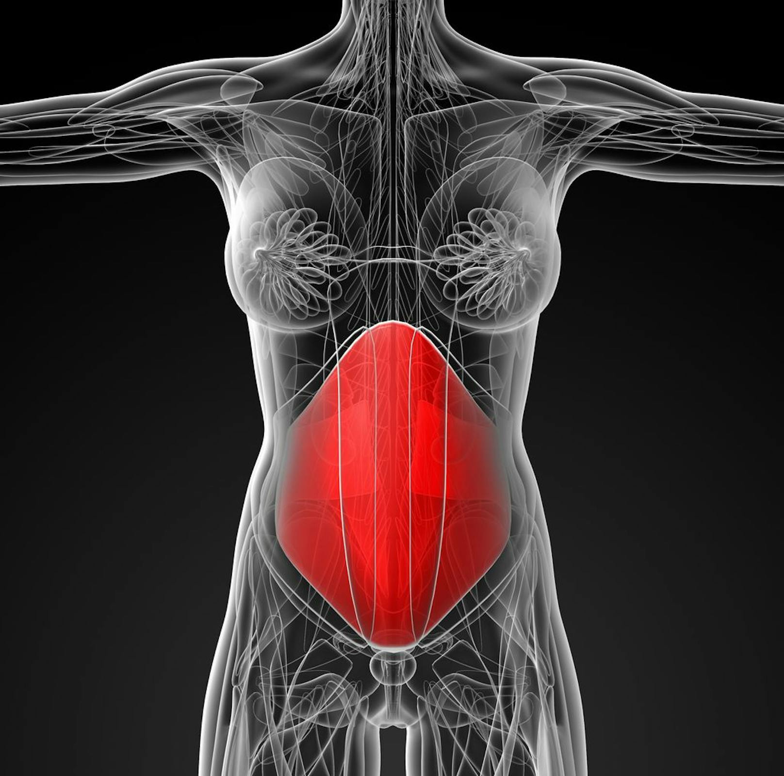 Die rote Markierung zeigt, wo der transversus abdominis verläuft.
