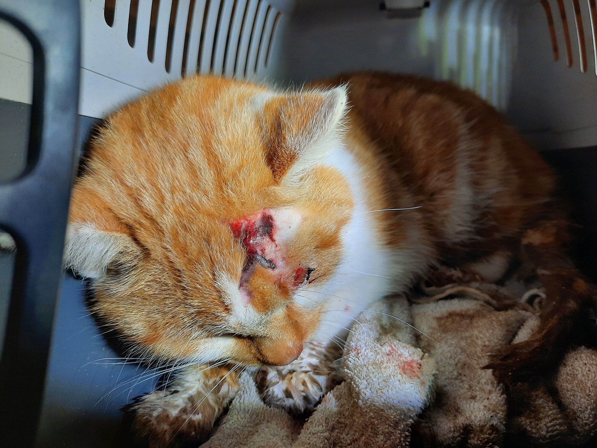 Verletzt und panisch flüchtete sich dieses rote Katerchen in ein 13 Meter langes Betonrohr. 