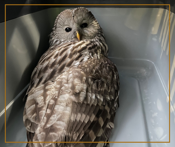 Beamte retteten Uhu auf Wiener Bahnhof.