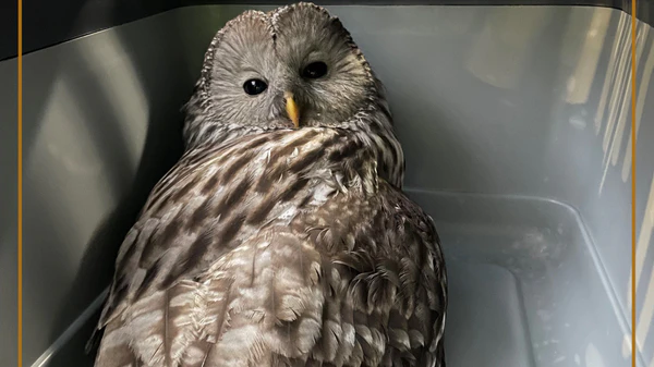 Beamte retteten Uhu auf Wiener Bahnhof.