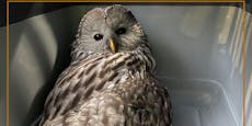 Vogel in Wien gerettet: Uhu sagt buhu zu Beamten