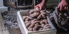 Kannibalismus auf der ersten Oktopus-Farm der Welt?