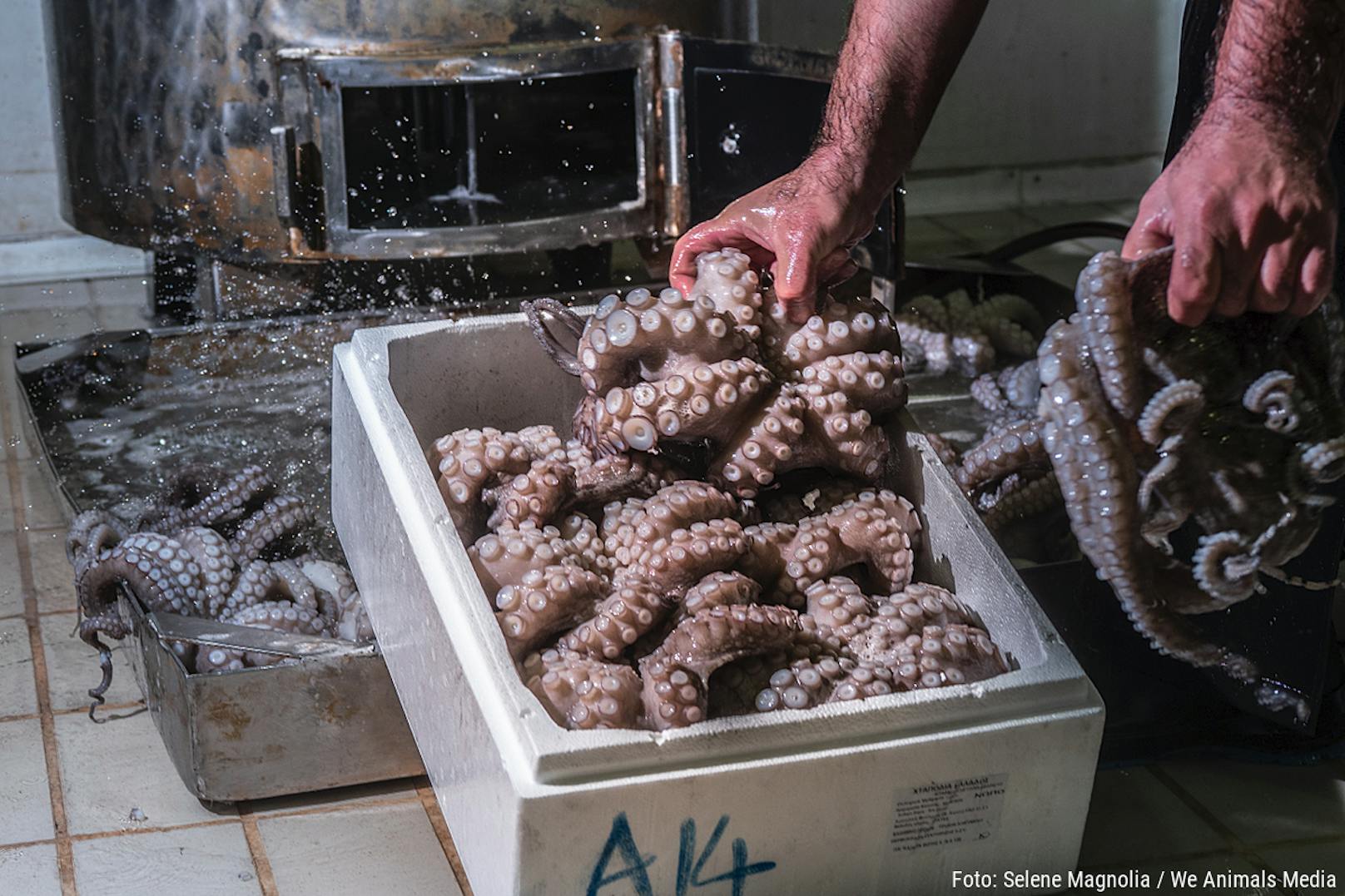 Kannibalismus auf der ersten Oktopus-Farm der Welt?
