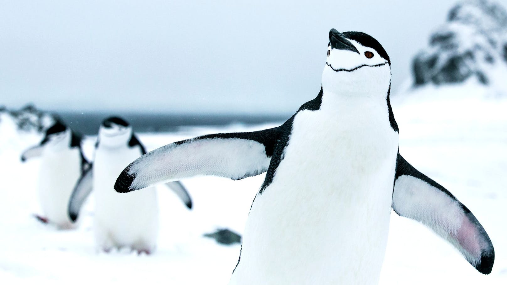 Zügelpinguine auf Half Moon Island in den Südshetlands der Antarktis. Greenpeace dokumentiert die einzigartige Tierwelt sowie Landschaften der Antarktis und will ein Schutzgebiet für den Antarktischen Ozean schaffen.