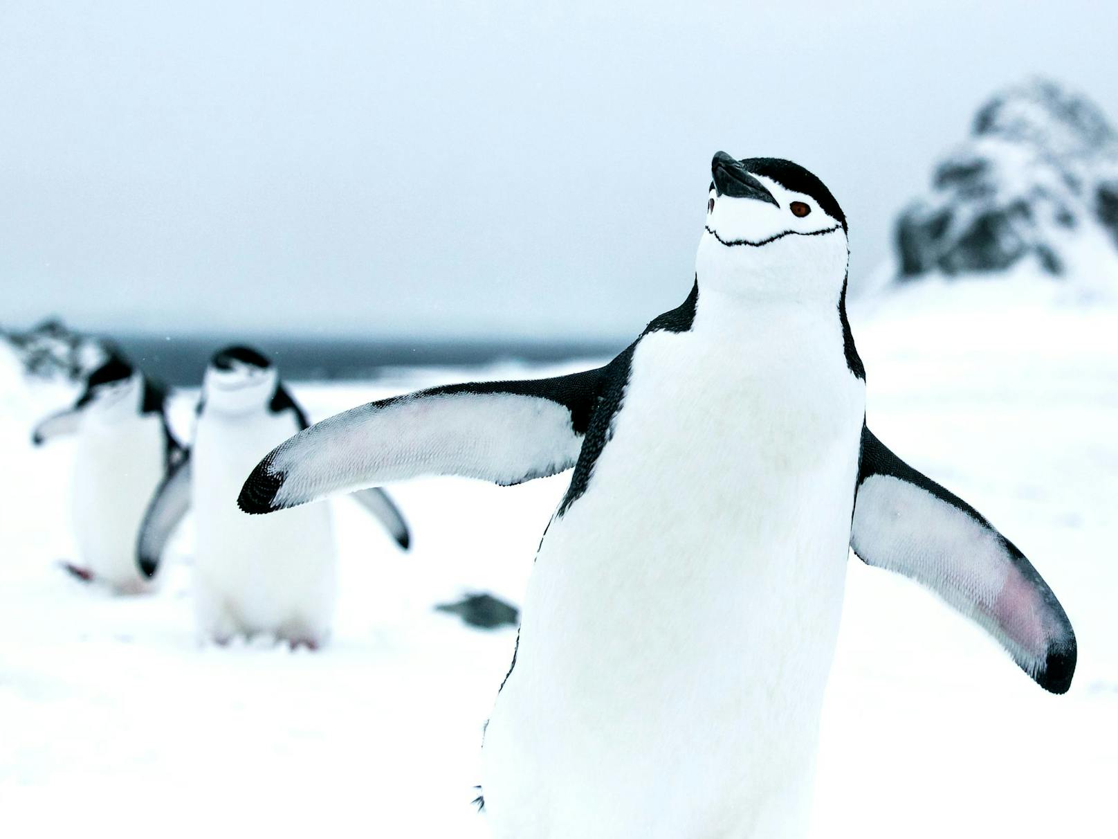 Zügelpinguine auf Half Moon Island in den Südshetlands der Antarktis. Greenpeace dokumentiert die einzigartige Tierwelt sowie Landschaften der Antarktis und will ein Schutzgebiet für den Antarktischen Ozean schaffen.