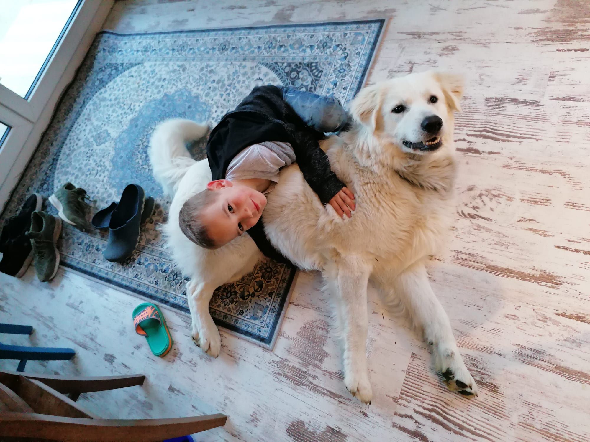 Der wunderschöne Kuvasz (ungarischer Hirtenhund) namens 