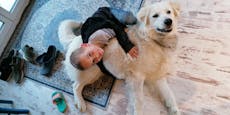 Weißer Charakterhund sucht neue Familie bis März!