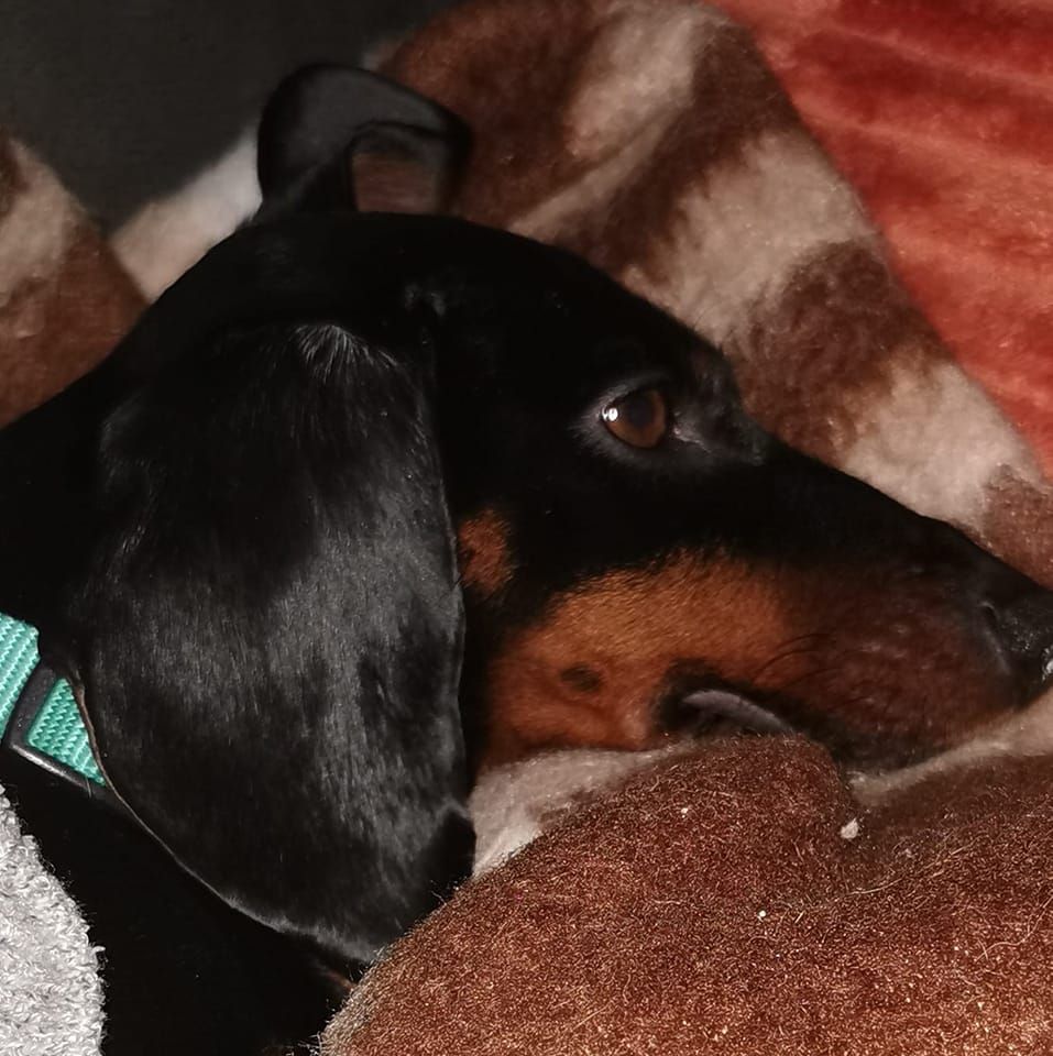 Dackel "Charly" musste qualvoll sterben.