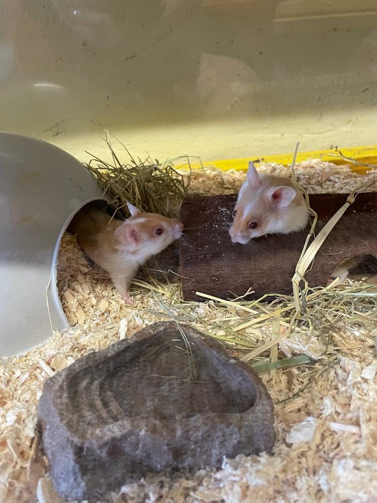 Die zwei Hamster konnten gerettet werden.