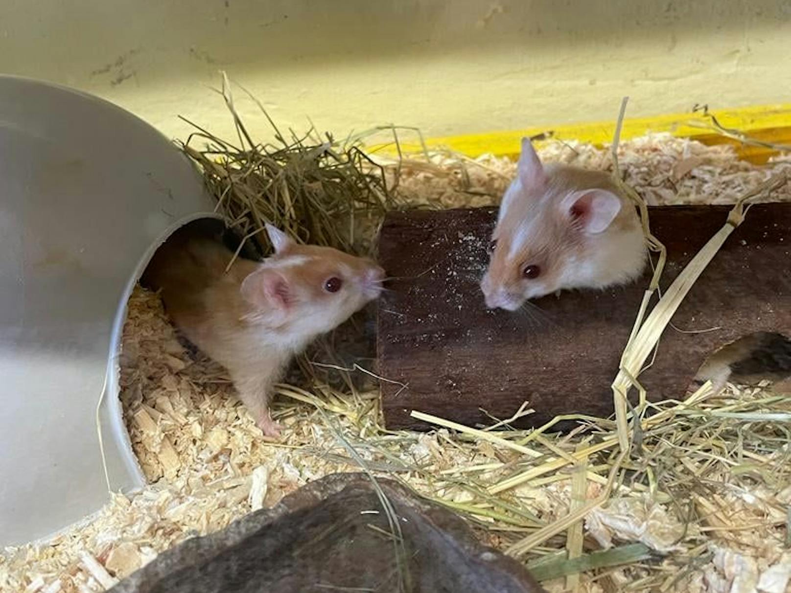 Die zwei Hamster konnten gerettet werden.