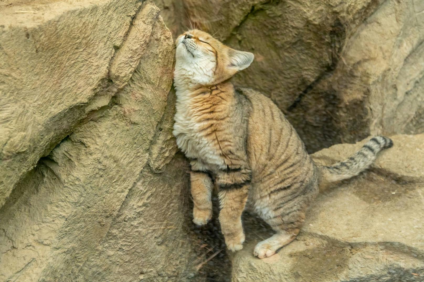 Die kleine Katze trinkt eigentlich nie und nimmt die benötigte Flüssigkeit nur durch ihre Nahrung auf. 