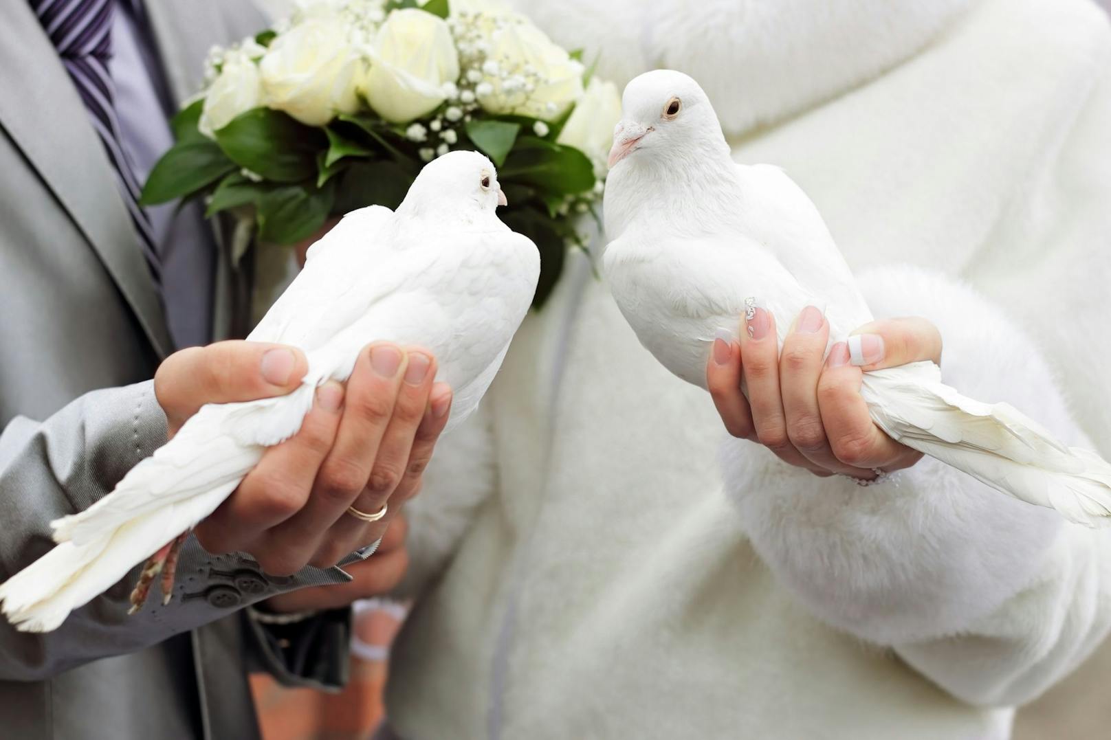 Oft müssen Tauben auf bis zu 10 Hochzeiten an einem Tag. 