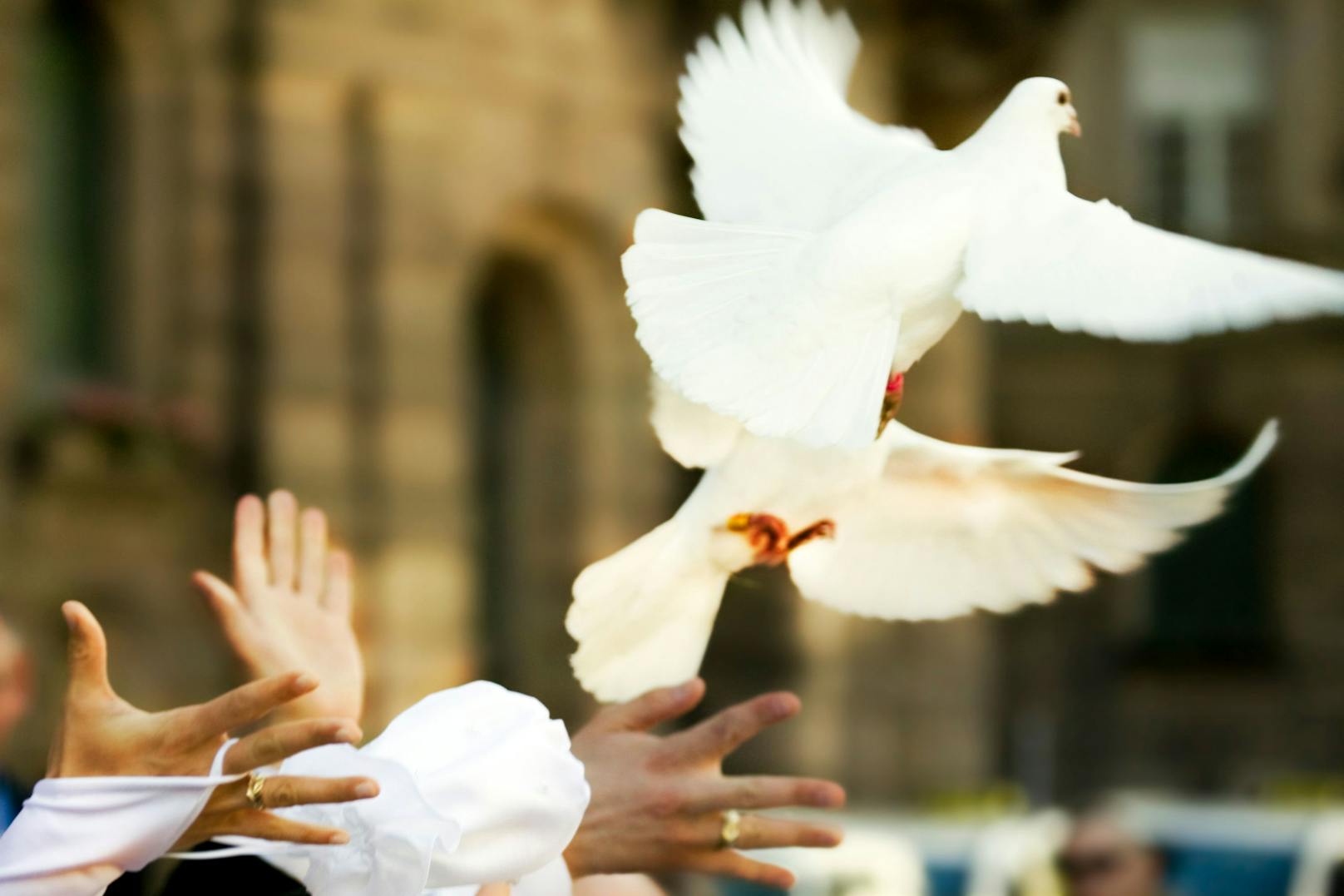Zwei weiße Tauben, die Braut und Bräutigam fliegen lassen sind ein Symbold der Treue und Liebe. 