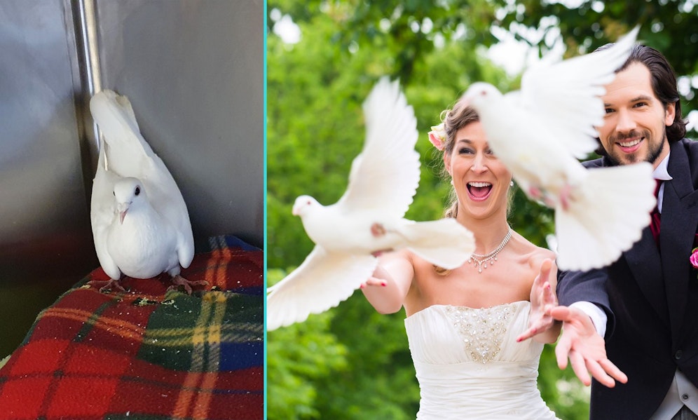 Keiner ahnt, dass die meisten Hochzeitstauben nach ihrem Flug sterben... 