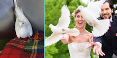 Tod nach Hochzeitsflug - wie sehr weiße Tauben leiden