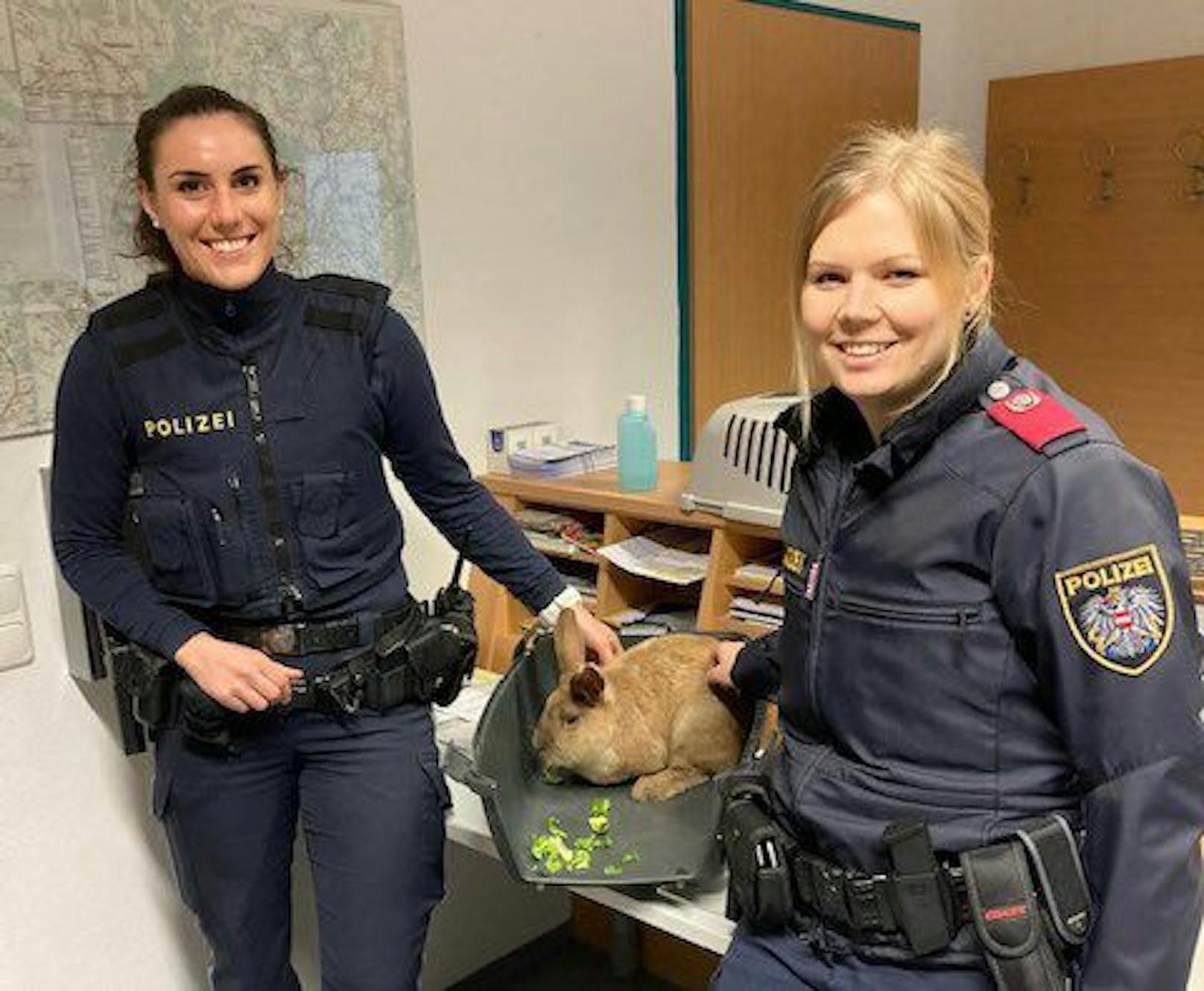 Polizistinnen retten ausgesetzten Hasen vor Kältetod