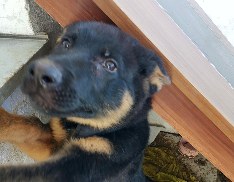 Der Welpe durfte wegen Durchfalls nicht in Wohnung