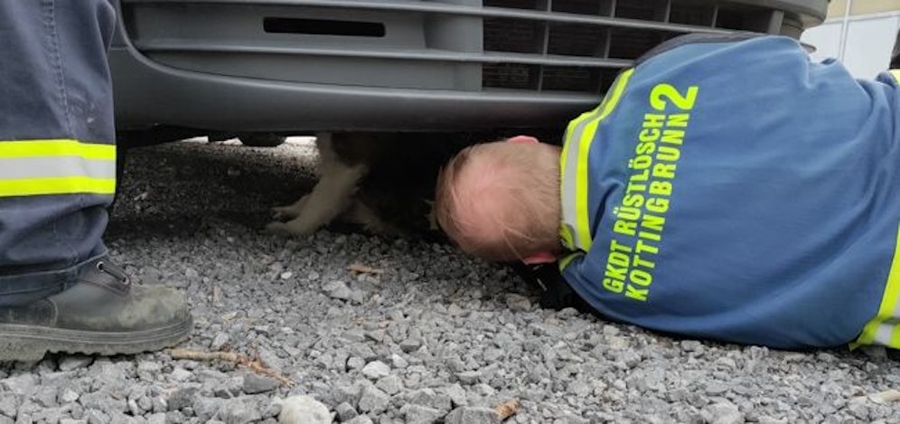 Hund steckte in Motorraum fest: Die Feuerwehr konnte das Tier befreien.