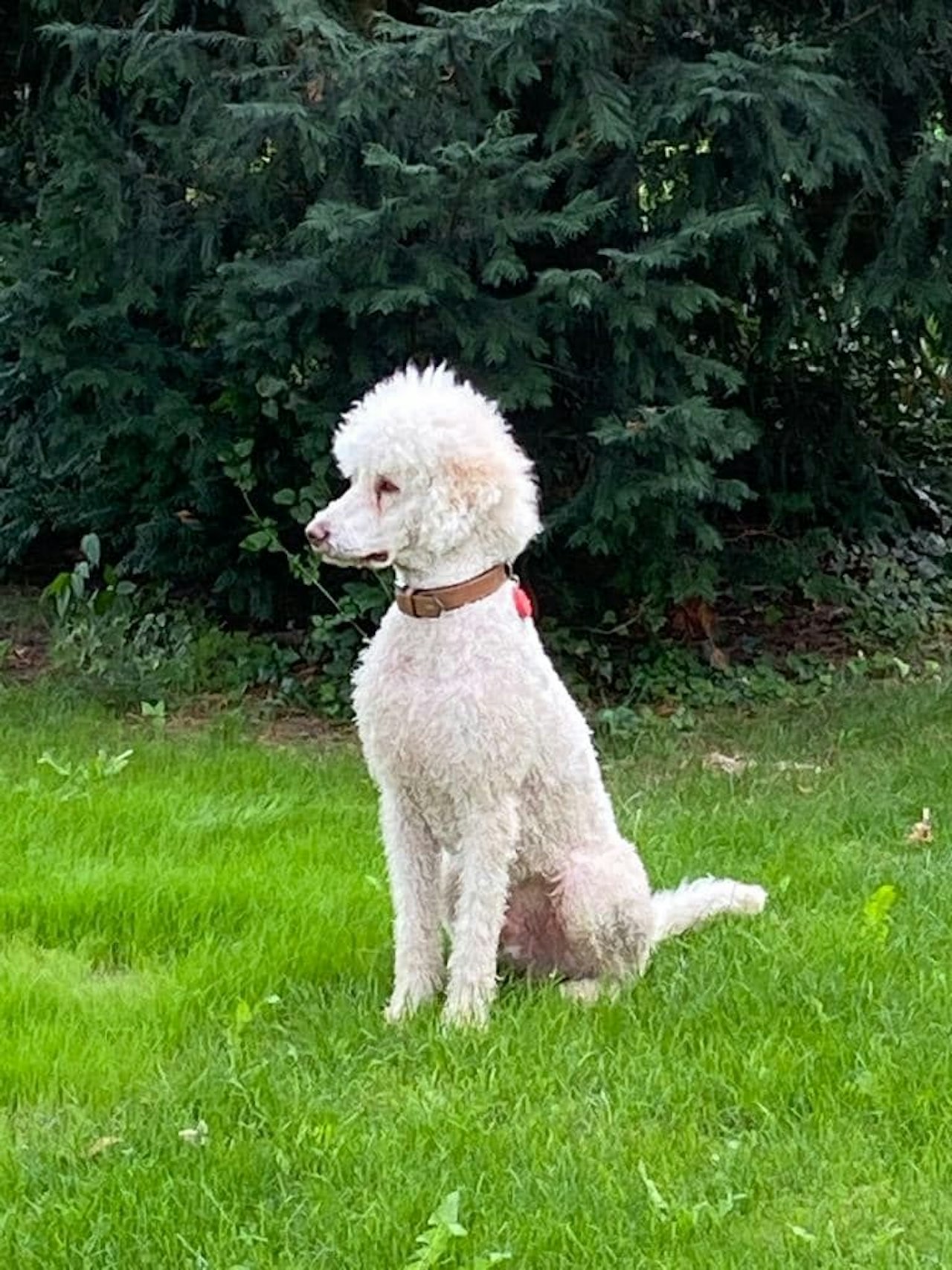 Heute.at - Entführt? Hund Chrysantho seit Monaten vermisst