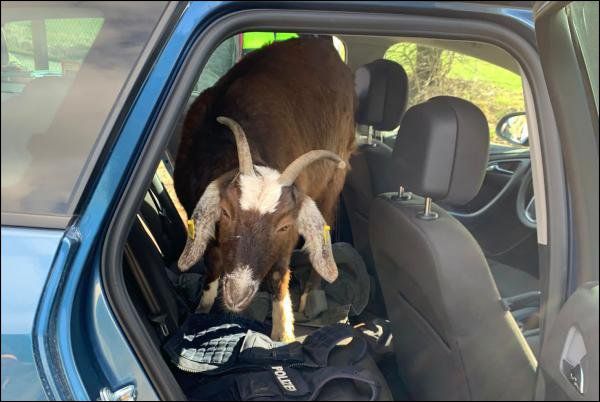 Ein Ziegenbock steht auf der Rückbank von einem Zivilfahrzeug der Polizei.