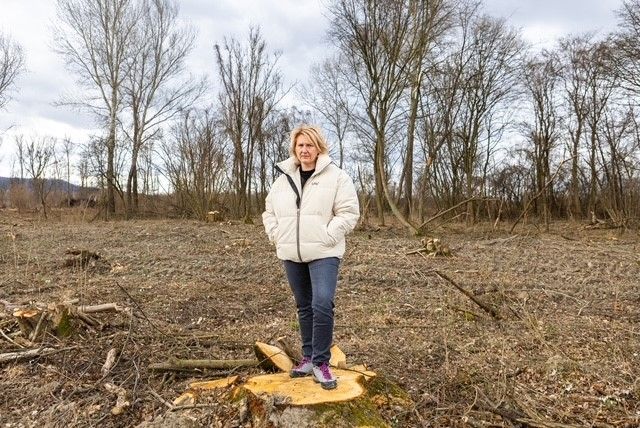 Protest der Grünen gegen Abholzungen in Spillern