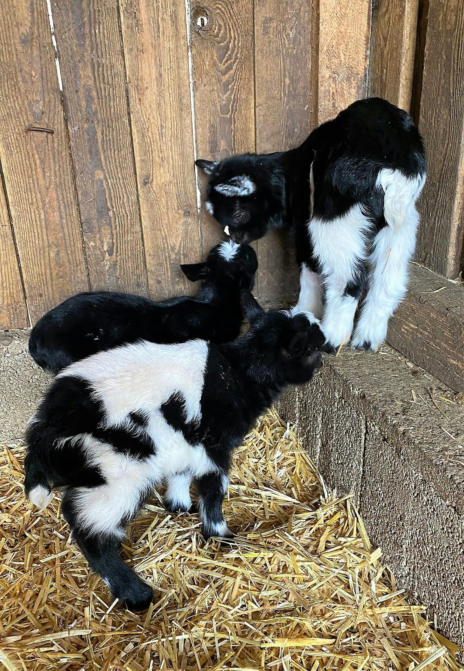 Das Trio springt schon fleißig im Gehege herum.